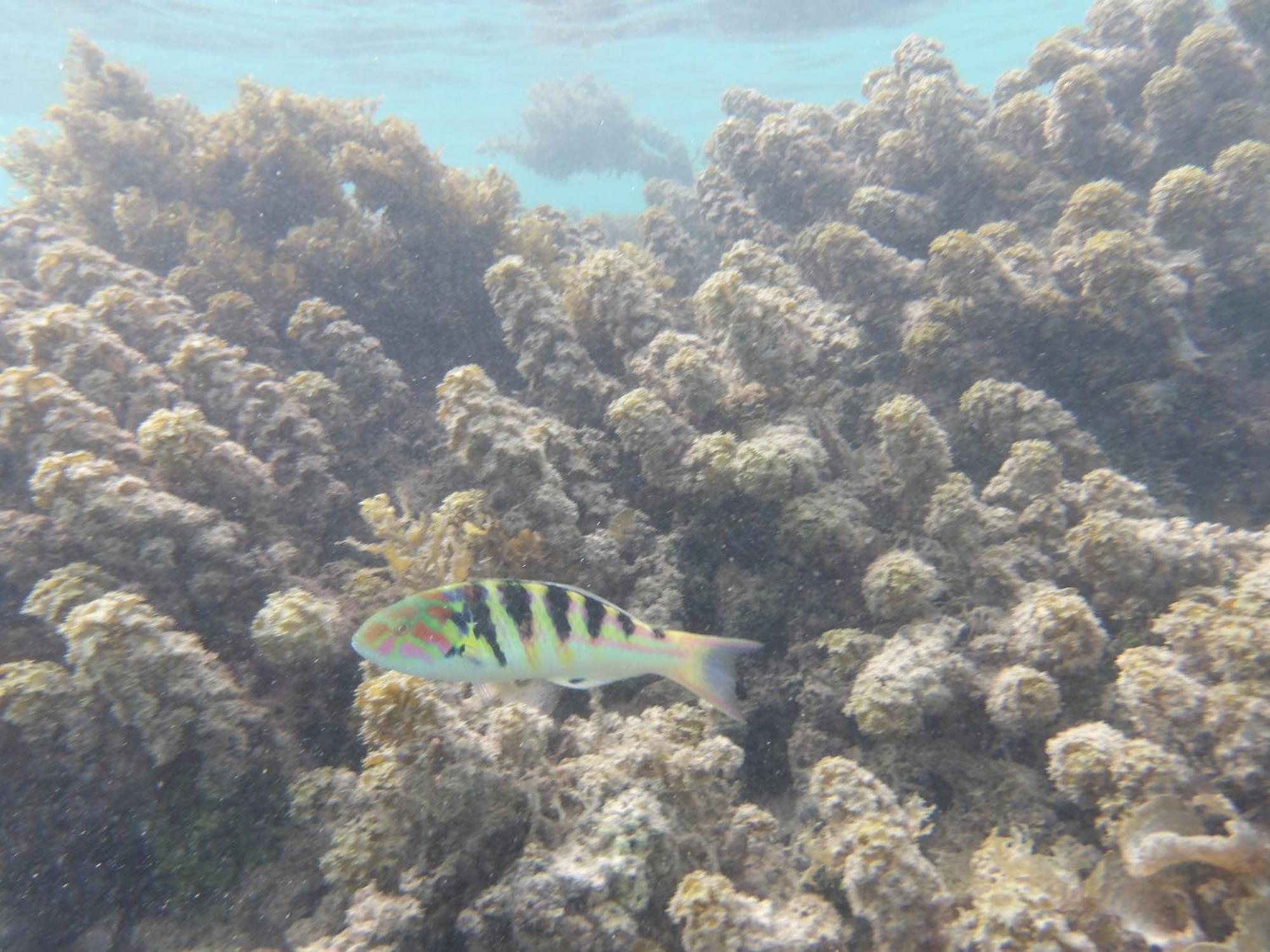 Catamaran Amaya - Sejour Insolite Sur Le Lagon De Moorea Hauru Kültér fotó